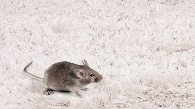 How to Clean Mouse Droppings From Carpet