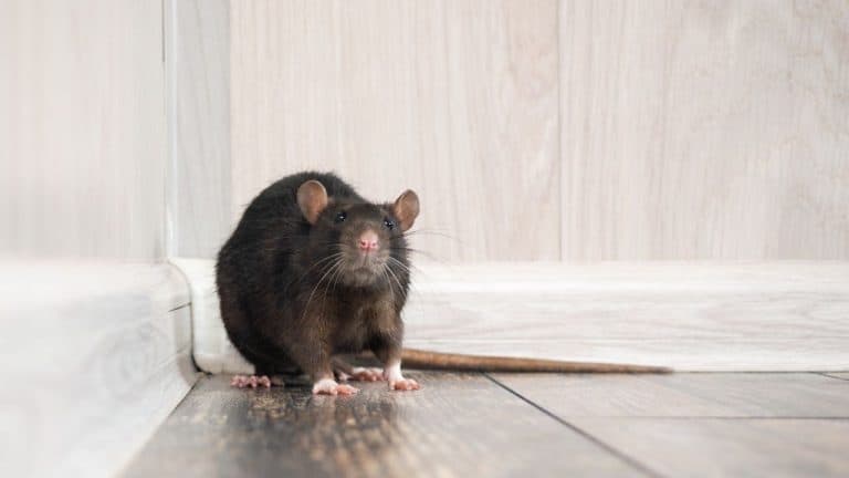 Can You Vacuum Mouse Droppings? How to Clean Up After Mice