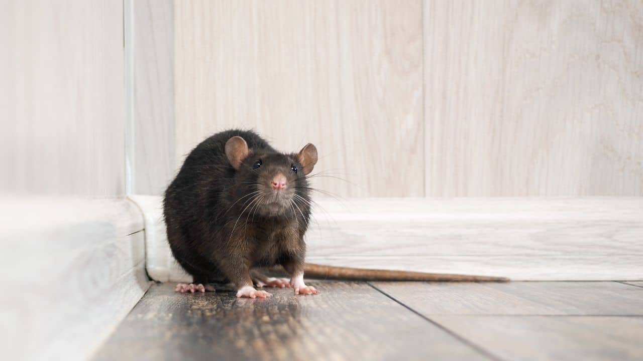 Can You Vacuum Mouse Droppings How to Clean Up After Mice