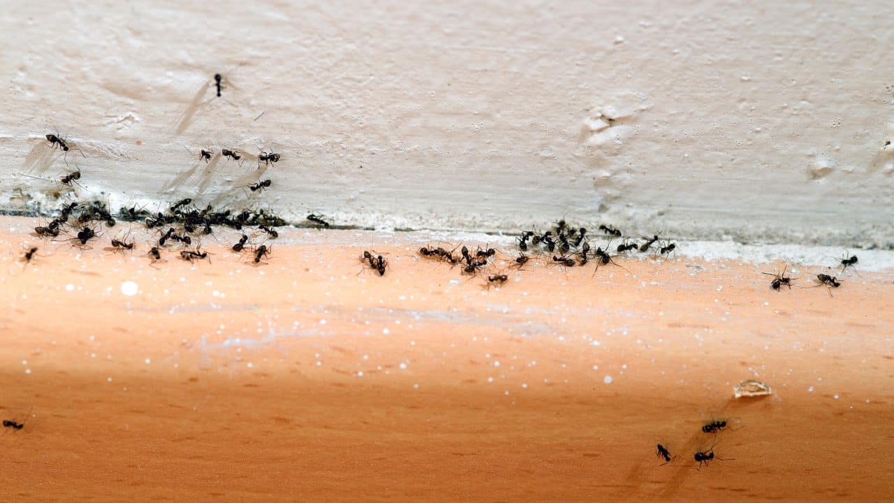 ant removal